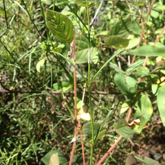 Cosmos crithmifolius