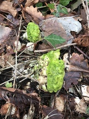 Fungi