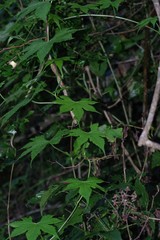 Ceratiosicyos laevis