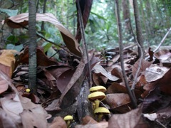 Pulveroboletus