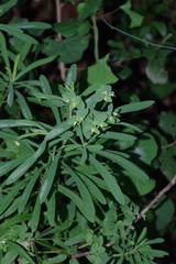 Euphorbia kraussiana