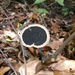 Sanguinoderma rugosum - Photo (c) Trey Philips, some rights reserved (CC BY), uploaded by Trey Philips