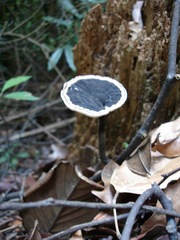 Sanguinoderma rugosum
