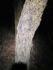 Eucalyptus crebra