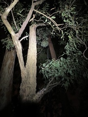 Eucalyptus crebra