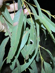 Eucalyptus crebra