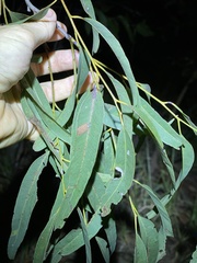 Eucalyptus crebra