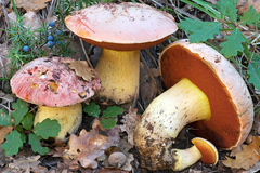 Rubroboletus lupinus
