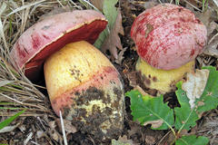 Rubroboletus lupinus