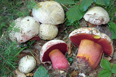 Rubroboletus rhodoxanthus