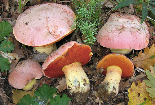 Rubroboletus lupinus
