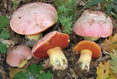Rubroboletus lupinus