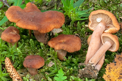 Lactarius cremor