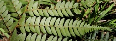 Polystichum incongruum