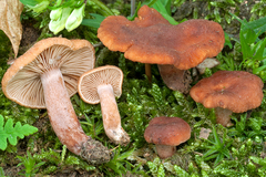 Lactarius cremor