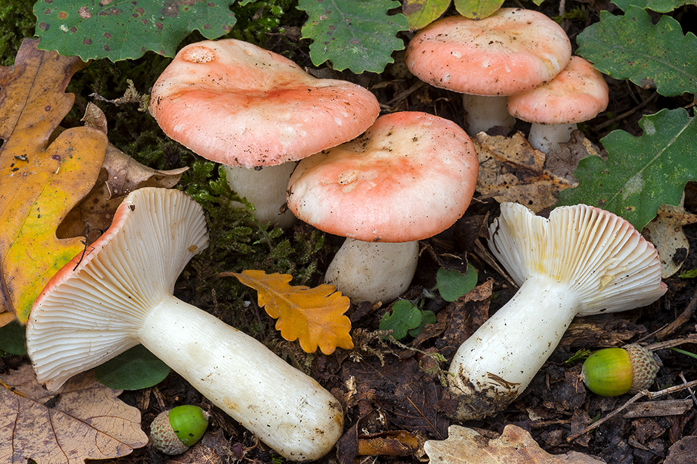 Russula luteotacta