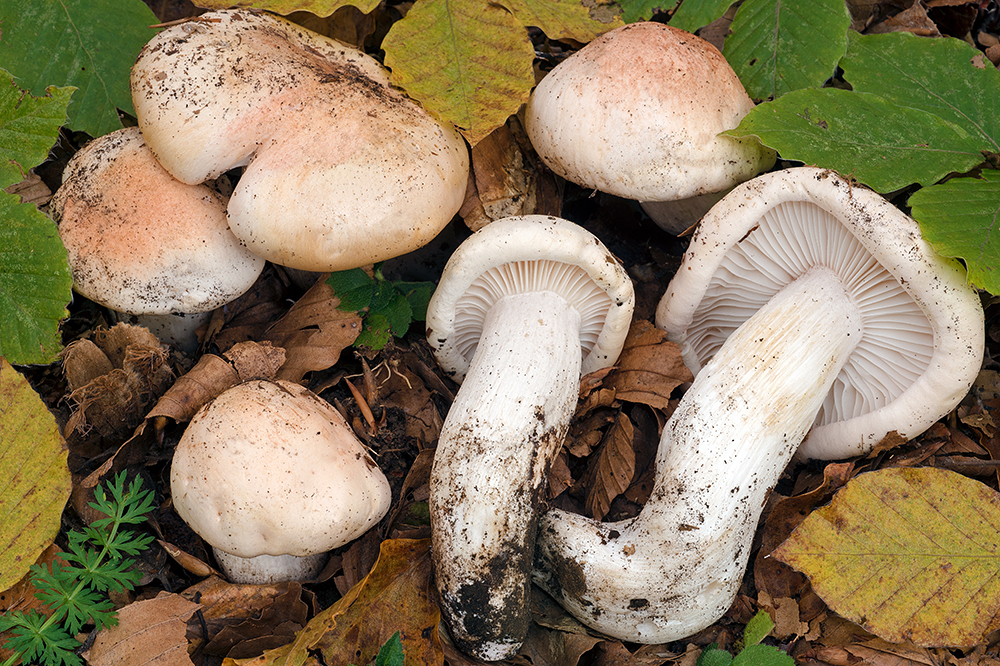 Hygrophorus poetarum