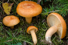 Lactarius porniniae