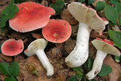 Russula rubra