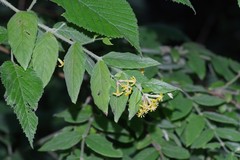 Englerodaphne pilosa
