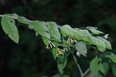 Englerodaphne pilosa