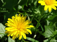 Hyoseris radiata