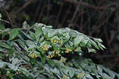 Englerodaphne pilosa