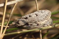 Semioscopis avellanella