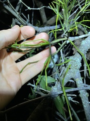 Viscum articulatum