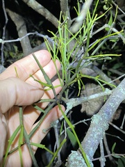 Viscum articulatum