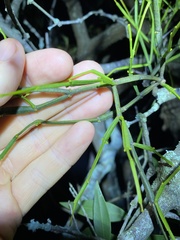 Viscum articulatum