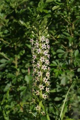Eucomis comosa