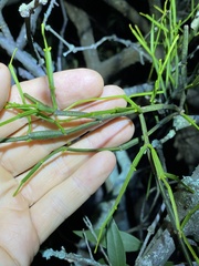 Viscum articulatum