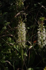 Eucomis comosa