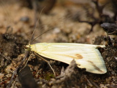 Loxostege deliblatica