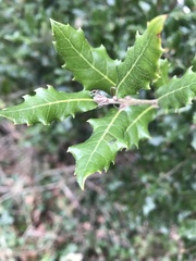 Quercus ilex