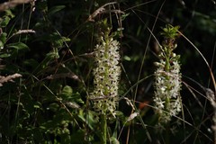 Eucomis comosa