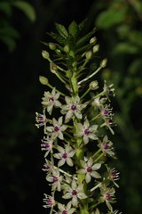 Eucomis comosa