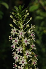 Eucomis comosa