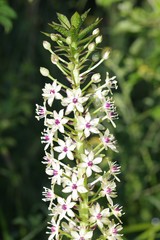 Eucomis comosa