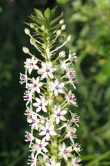 Eucomis comosa