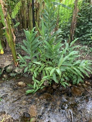 Hedychium flavescens