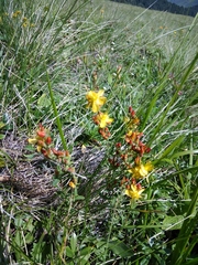 Hypericum linarioides