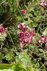 Crassula obovata
