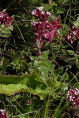 Crassula obovata