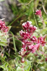 Crassula obovata