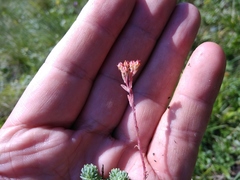 Sedum tenellum