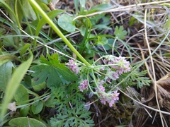 Chaerophyllum roseum