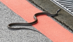 Xenochrophis vittatus