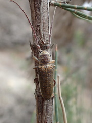 Rhytiphora